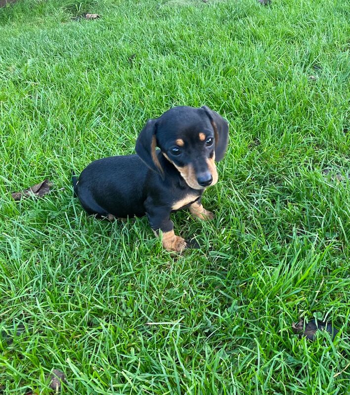 Beautiful miniature dachshund puppy for sale in Cambridgeshire