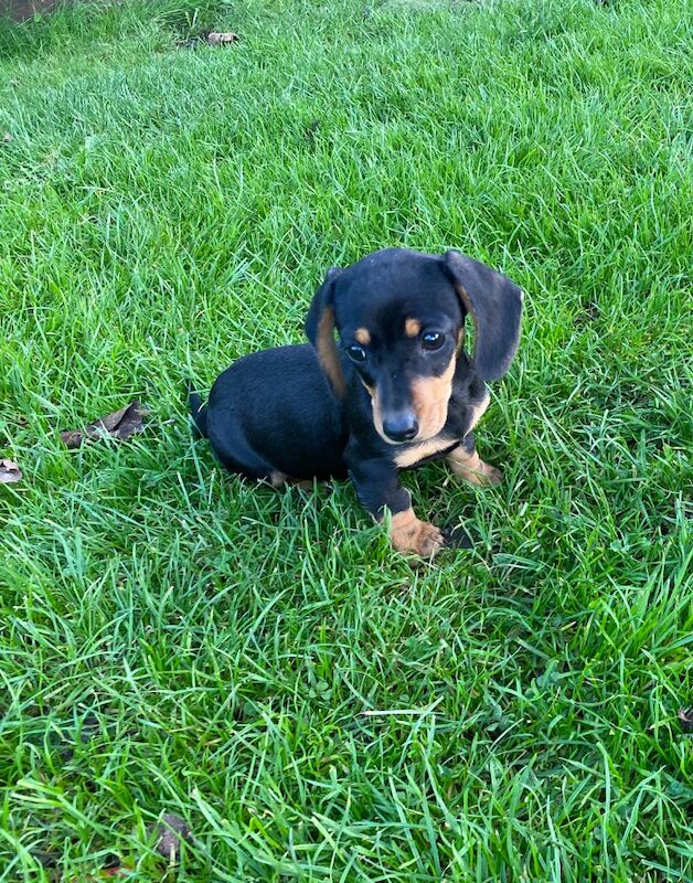 Beautiful miniature dachshund puppy for sale in Cambridgeshire - Image 2