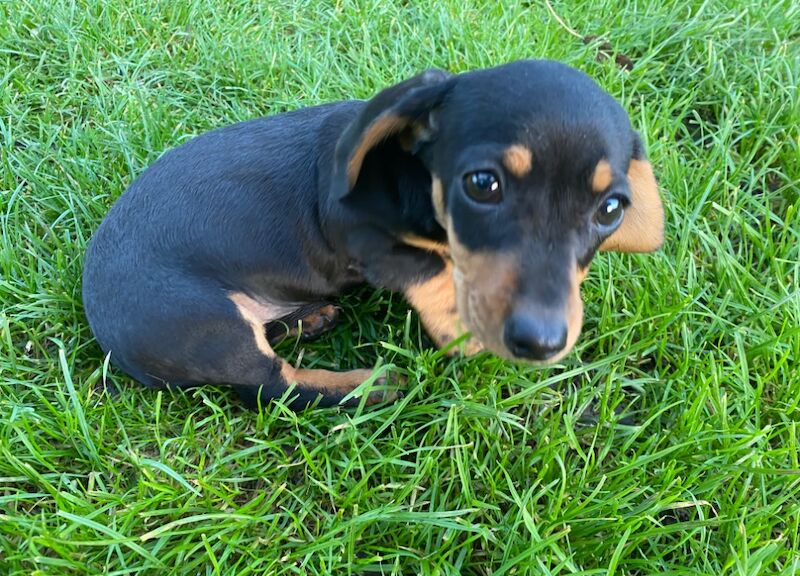 Dachshund Puppies for sale in Cambridgeshire