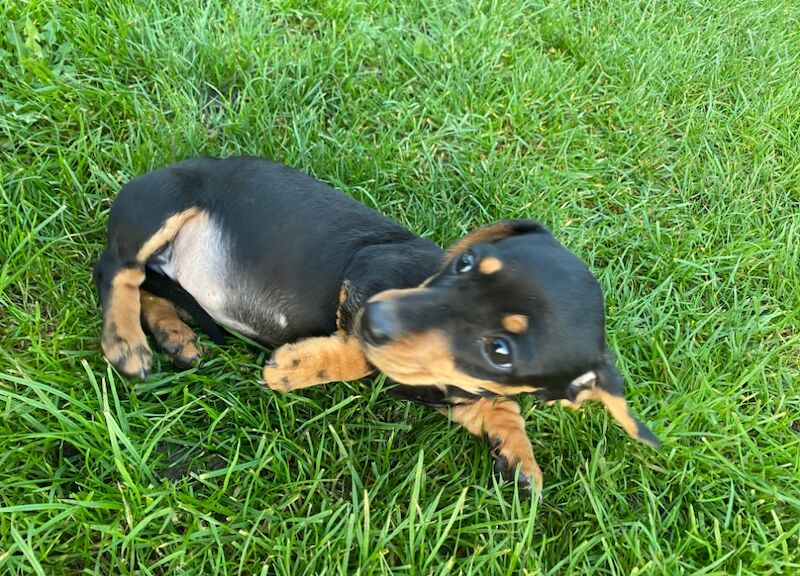 Dachshund Puppies for sale