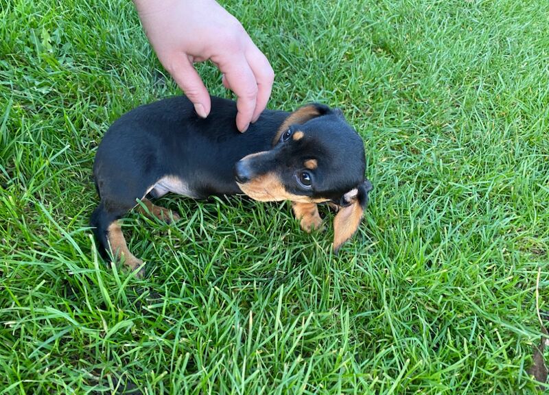 Beautiful miniature dachshund puppy for sale in Cambridgeshire - Image 5