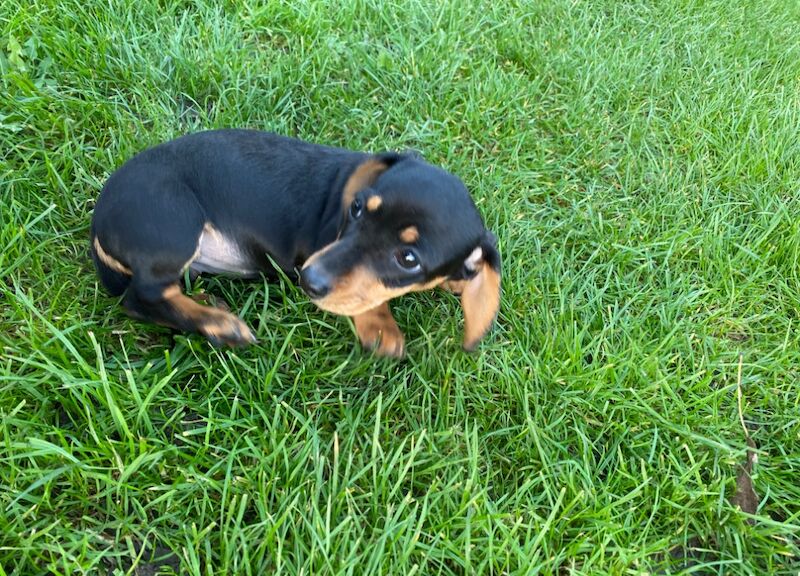 Beautiful miniature dachshund puppy for sale in Cambridgeshire - Image 6