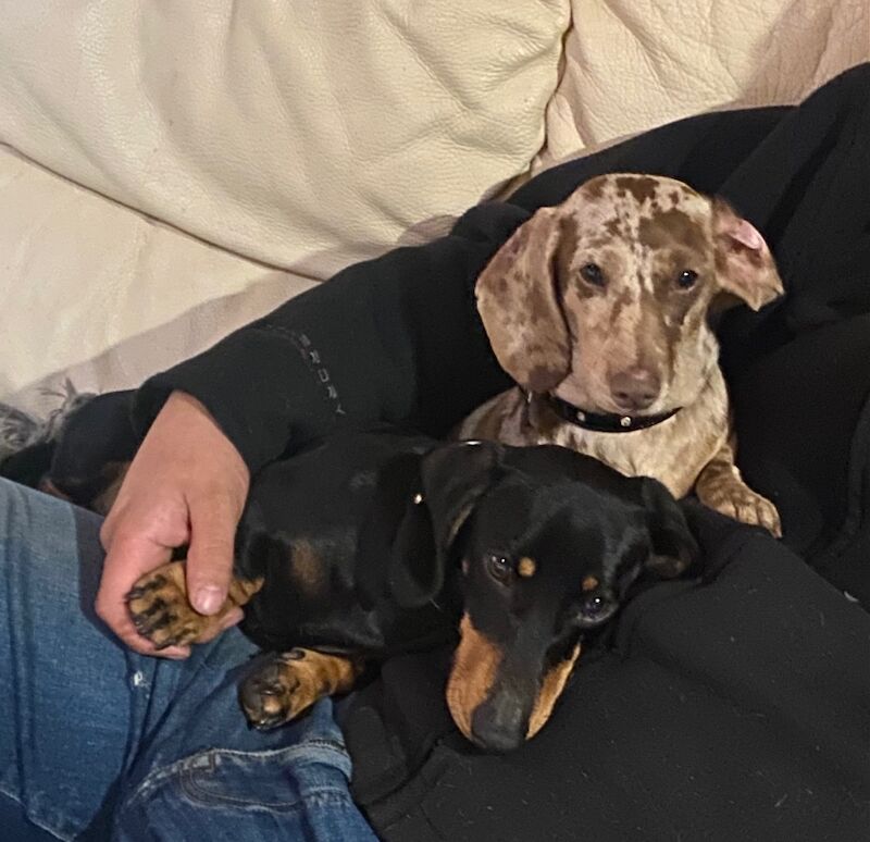 Beautiful miniature dachshund puppy for sale in Cambridgeshire - Image 9