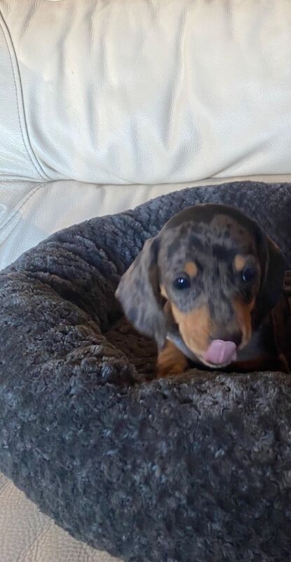 Beautiful miniature dachshund puppy's for sale in Cambridgeshire