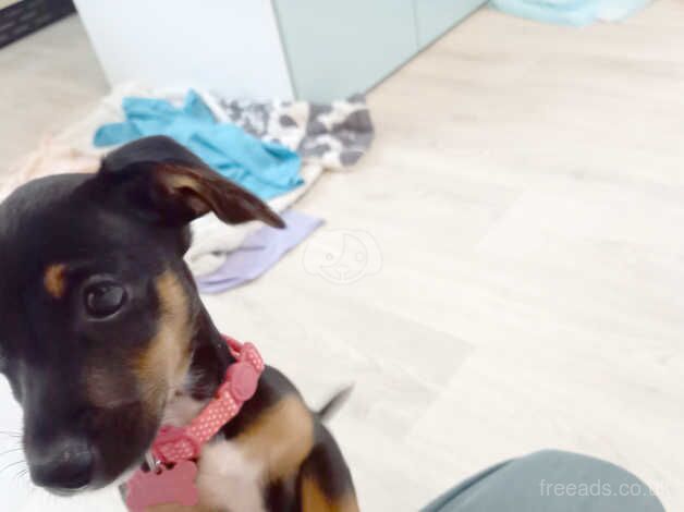 Beautiful Dachshund x jack russell puppy for sale in Tiverton, Cheshire