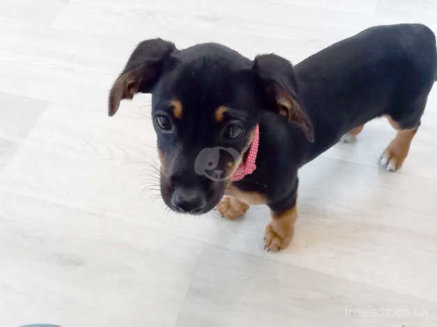 Beautiful Dachshund x jack russell puppy for sale in Tiverton, Cheshire - Image 2