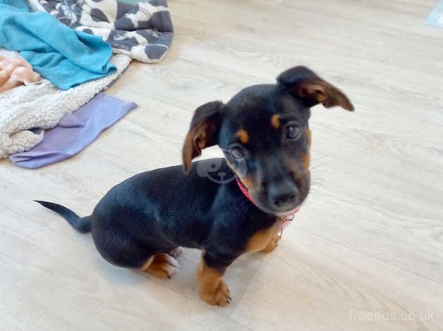 Beautiful Dachshund x jack russell puppy for sale in Tiverton, Cheshire - Image 3