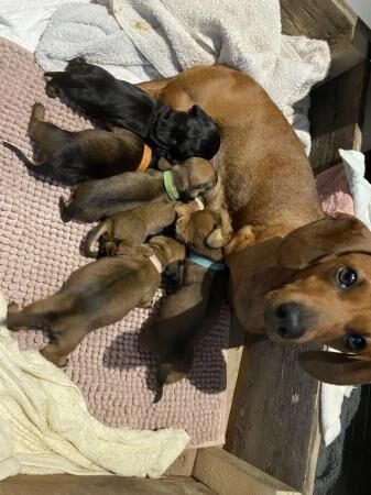 Beautiful miniature dachshunds for sale in New England, Somerset - Image 4