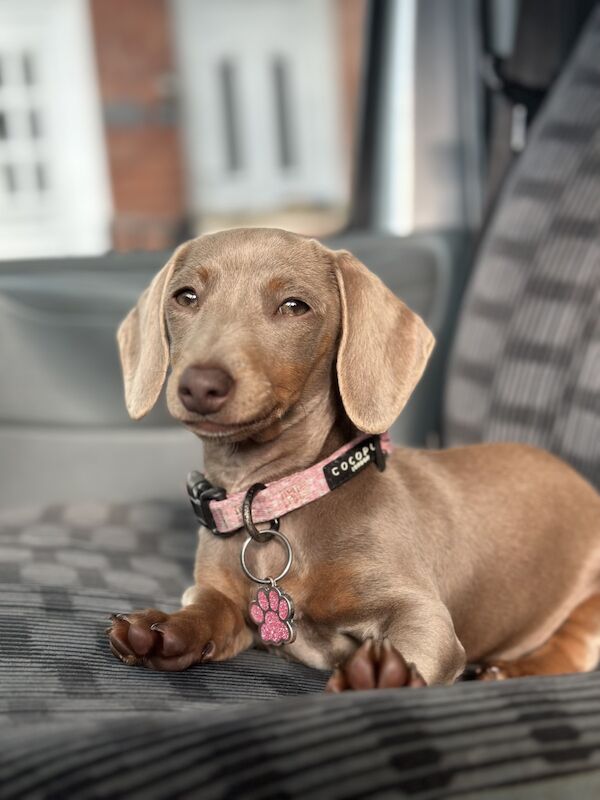 Beautiful miniature dachshunds PRA Clear for sale in Droitwich Spa, Worcestershire