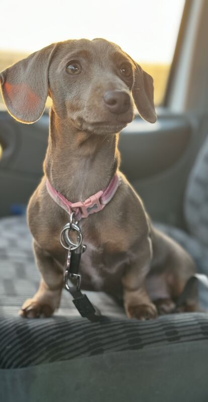 Beautiful miniature dachshunds PRA Clear for sale in Droitwich Spa, Worcestershire - Image 3