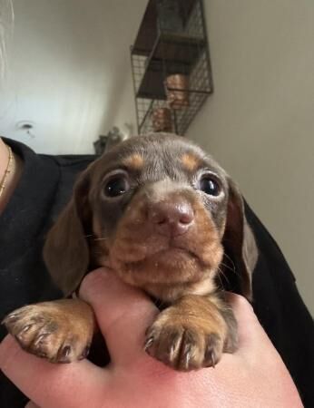 Beautiful miniature Dacshund puppies for sale in Truro, Cornwall - Image 1