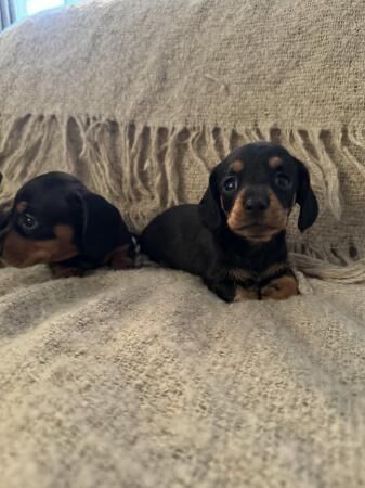 Beautiful miniature Dacshund puppies for sale in Truro, Cornwall - Image 2