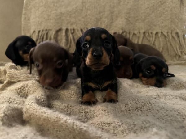 Beautiful miniature Dacshund puppies for sale in Truro, Cornwall - Image 3