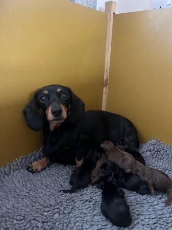 Beautiful miniature Dacshund puppies for sale in Truro, Cornwall - Image 4