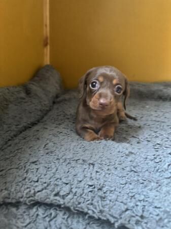 Beautiful miniature Dacshund puppies for sale in Truro, Cornwall - Image 5