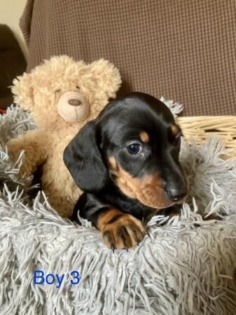 Beautiful miniature smooth hair dachshunds for sale in Mansfield, Nottinghamshire