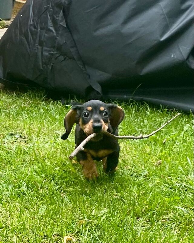 Dachshunds for sale in Horley, Surrey