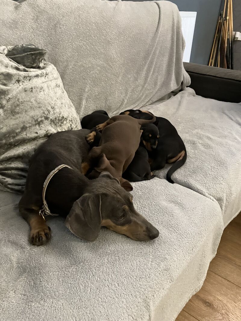 KC Registered Dachshund Puppies for sale in Surrey