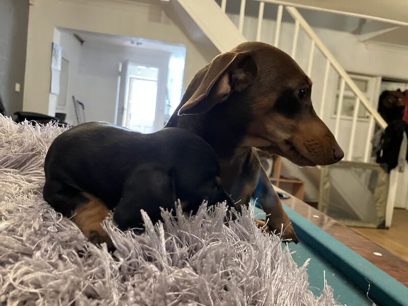 Dachshund Puppies for sale