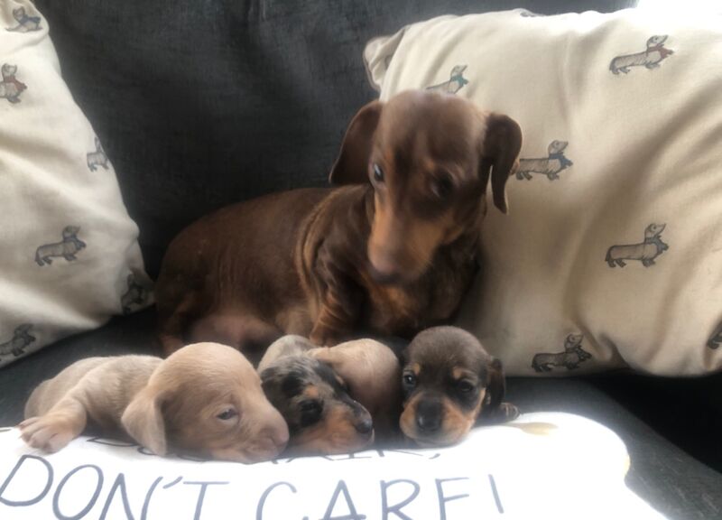 Dachshund Puppies For Sale Under £1,000