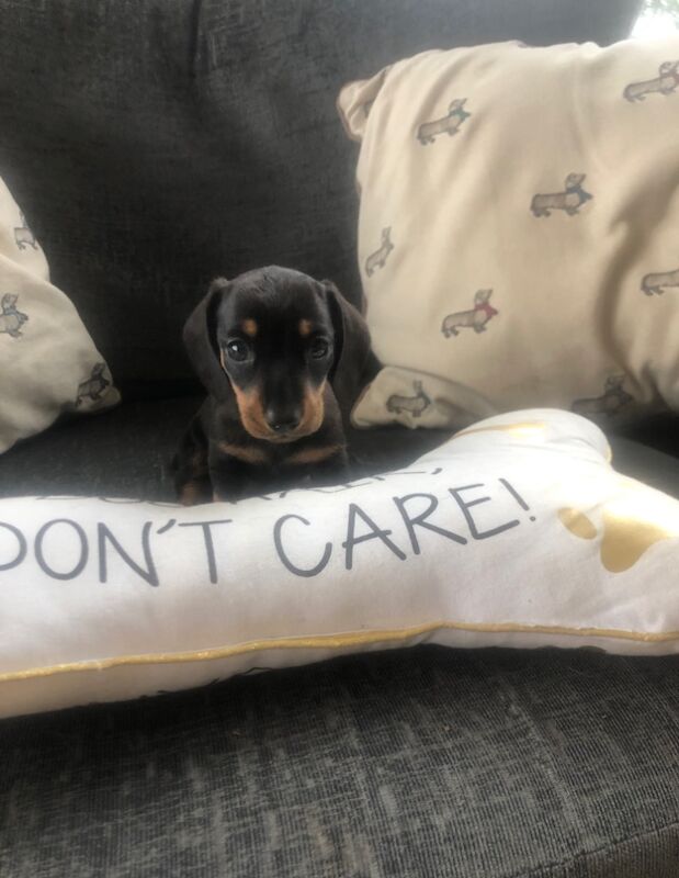 Beautiful miniature smooth haired dachshunds for sale in Llandysul, Ceredigion - Image 2