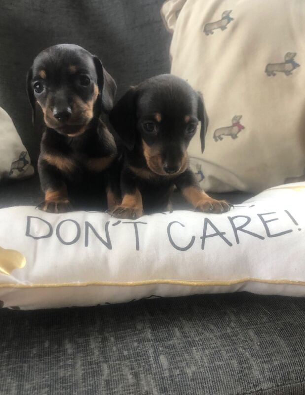 Beautiful miniature smooth haired dachshunds for sale in Llandysul, Ceredigion - Image 3