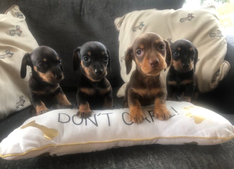 Dachshund Puppies for sale