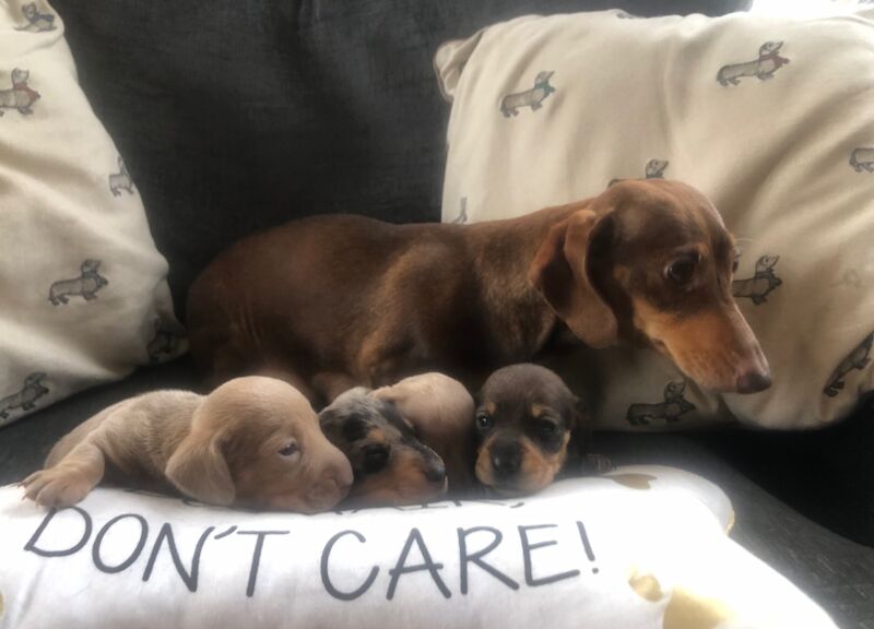 Beautiful miniature smooth haired dachshunds for sale in Llandysul, Ceredigion - Image 5