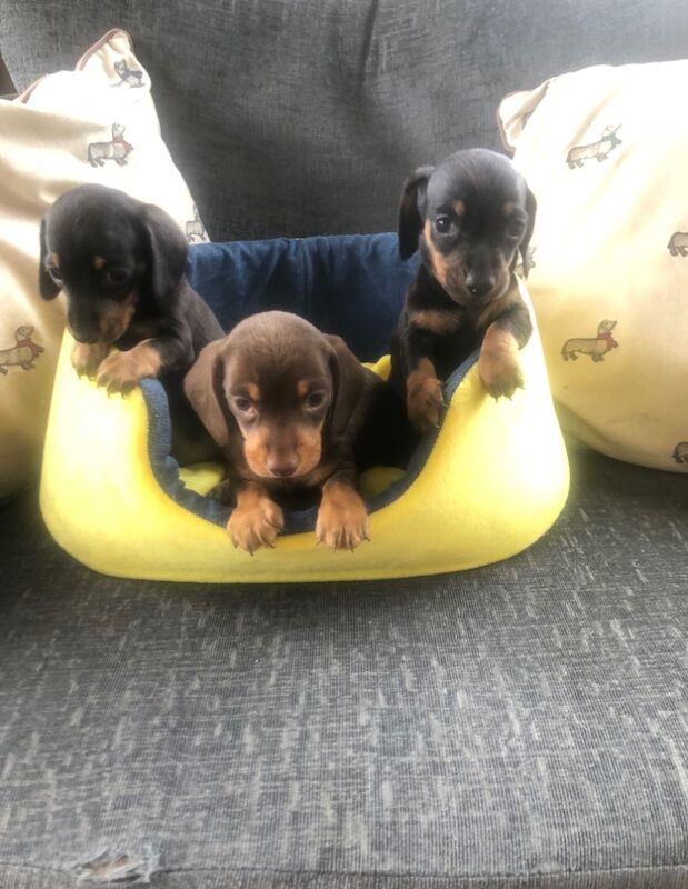 Beautiful miniature smooth haired dachshunds for sale in Llandysul, Ceredigion - Image 6