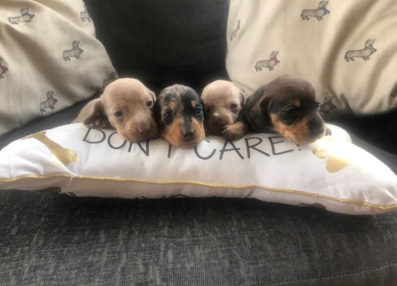 Beautiful miniature smooth haired dachshunds for sale in Llandysul, Ceredigion - Image 8