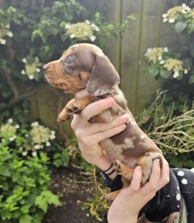 Beautiful PRA clear, KC register Miniature dachshund puppies for sale in Southport, Merseyside
