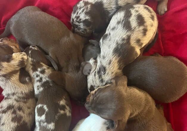 BEAUTIFUL PUPS for sale in Taunton, Somerset