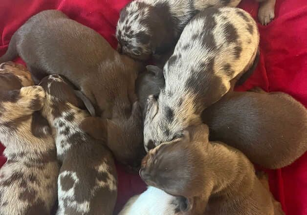 BEAUTIFUL PUPS for sale in Taunton, Somerset