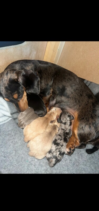 Beautiful rainbow litter kc reg mini dashchunds for sale in Newcastle upon Tyne, Tyne and Wear - Image 2