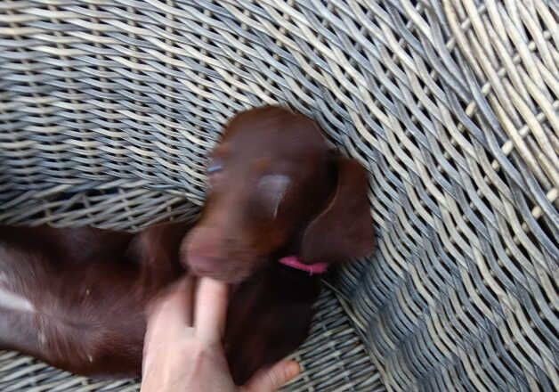 Beautiful rare full chocolate brown girl for sale in Great Yarmouth, Norfolk