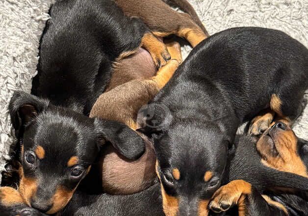 Beautiful sausage pups for sale in St Helens, Merseyside