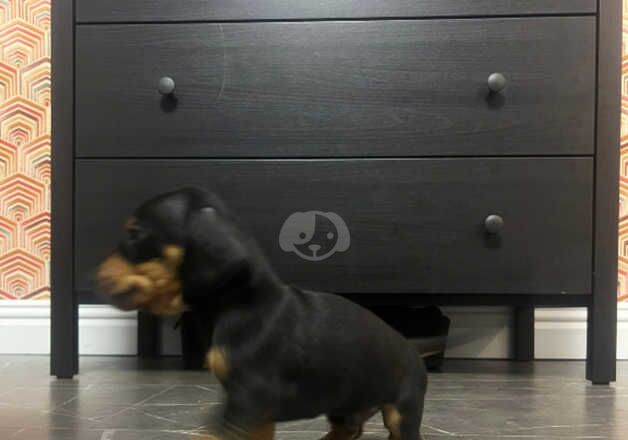 Beautiful sausage pups for sale in St Helens, Merseyside - Image 2