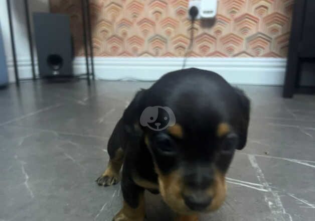 KC Registered Dachshund Puppies for sale in Merseyside