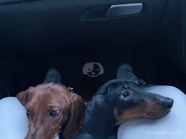 Beautiful sister dachshunds 1 year old for sale in Woking, Surrey