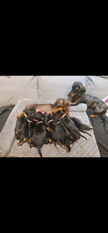 Dachshunds for sale in Kenilworth, Warwickshire