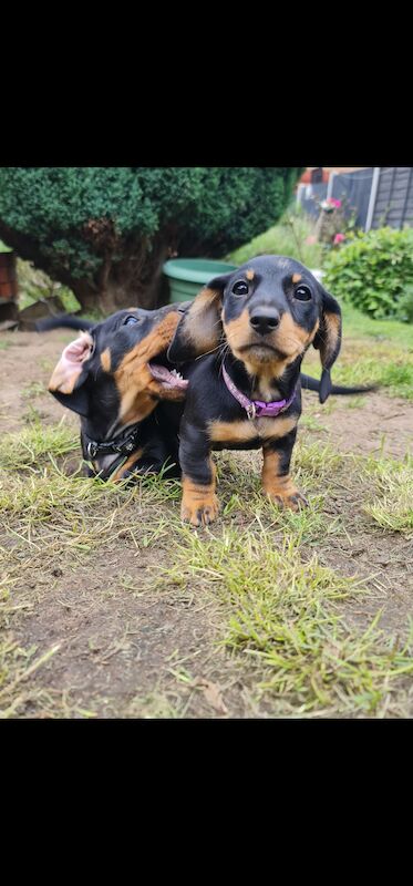 Beautiful smooth hair black and tan puppies for sale in Kenilworth, Warwickshire - Image 8