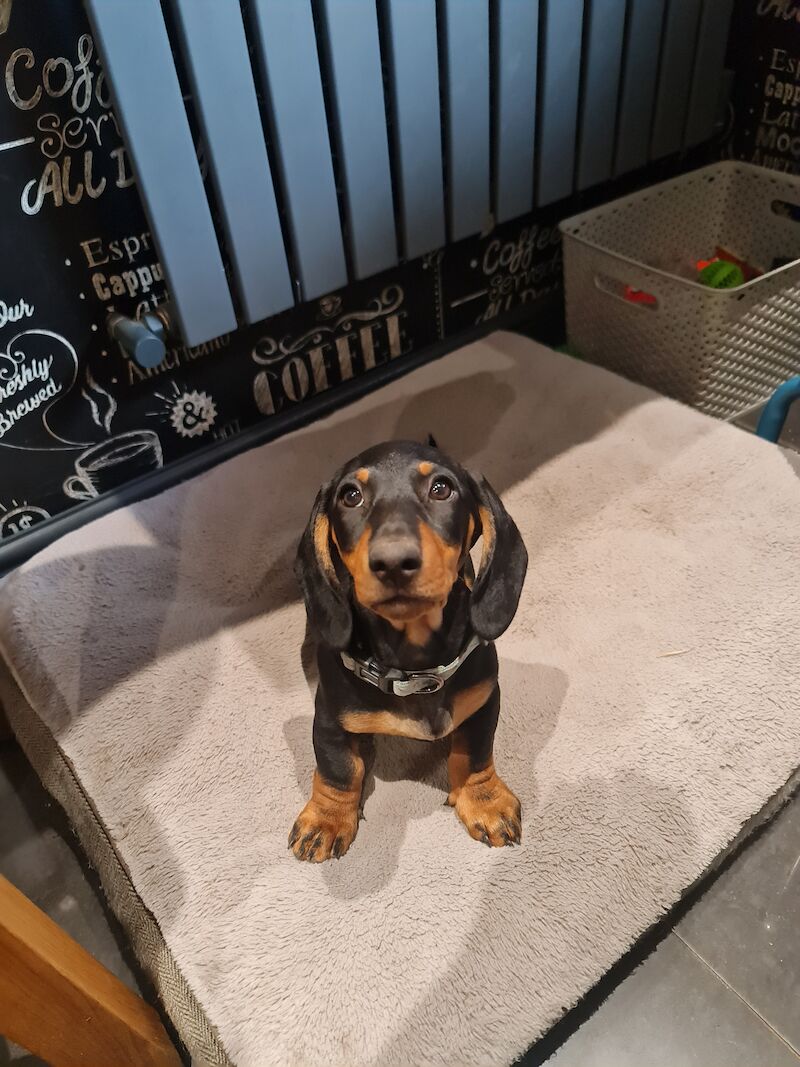 Beautiful smooth hair black and tan puppies for sale in Kenilworth, Warwickshire