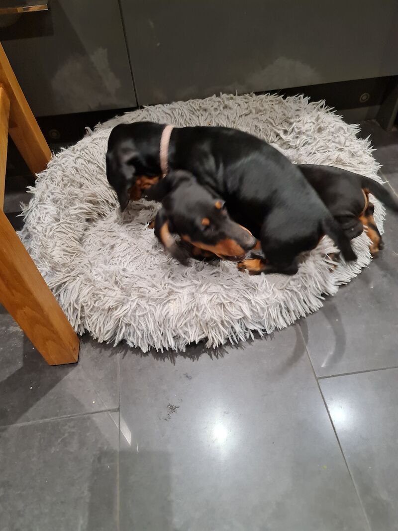 Dachshund Puppies for sale