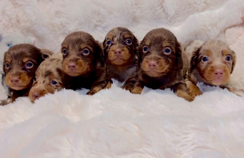 Best KC long haired dachshund puppies. Dapple chocolate PRA CLEAR for sale in Maidstone, Kent