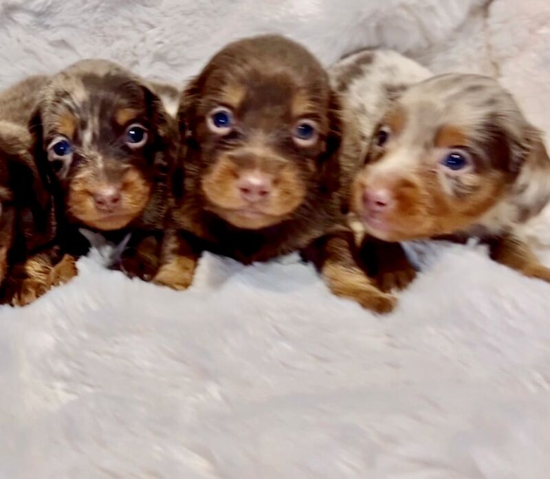 Best KC long haired dachshund puppies. Dapple chocolate PRA CLEAR for sale in Maidstone, Kent - Image 2