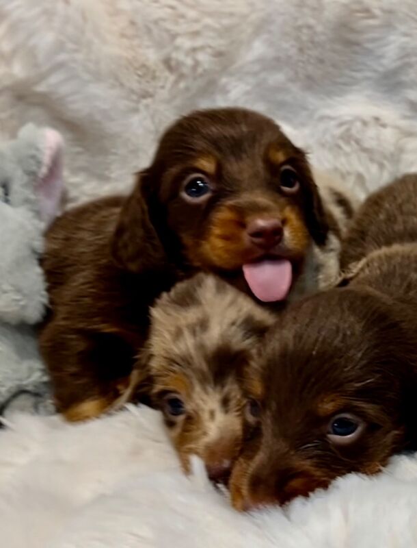 Best KC long haired dachshund puppies. Dapple chocolate PRA CLEAR for sale in Maidstone, Kent - Image 3