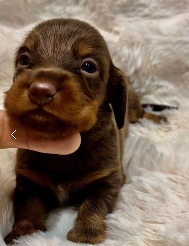 Best KC long haired dachshund puppies. Dapple chocolate PRA CLEAR for sale in Maidstone, Kent - Image 4