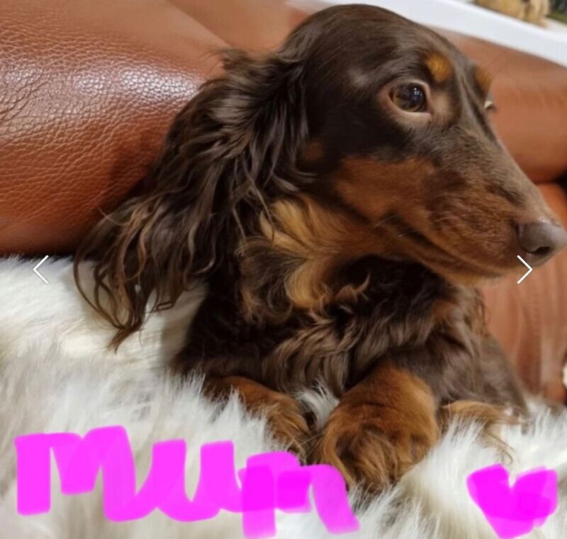 Best KC long haired dachshund puppies. Dapple chocolate PRA CLEAR for sale in Maidstone, Kent - Image 5