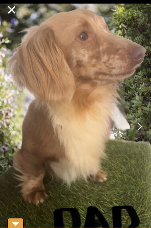 Best KC long haired dachshund puppies. Dapple chocolate PRA CLEAR for sale in Maidstone, Kent - Image 6