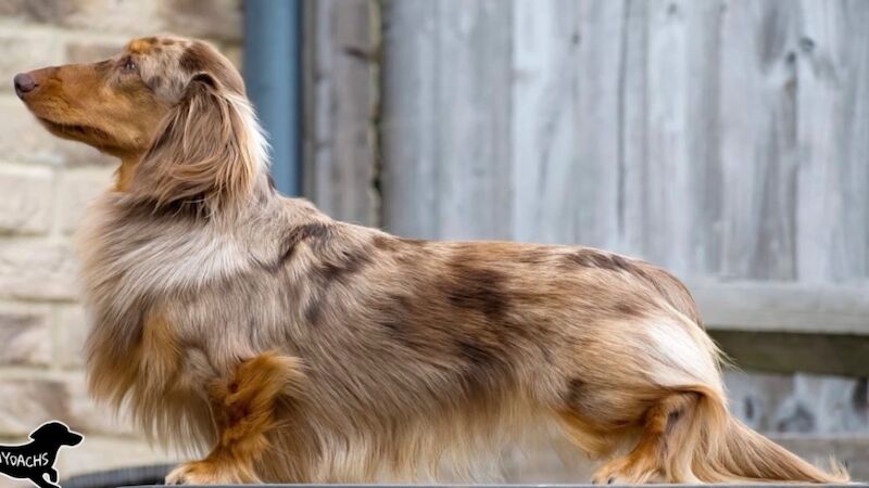 Best KC long haired dachshund puppies. Dapple chocolate PRA CLEAR for sale in Maidstone, Kent - Image 7